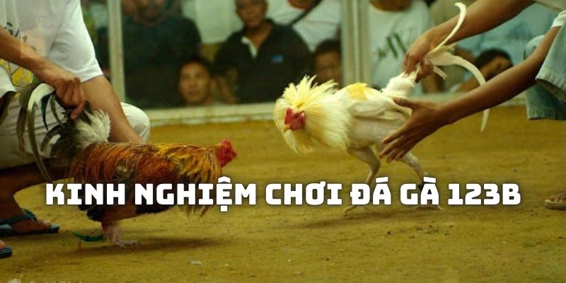 Kinh nghiệm chọn chiến kê khi đá gà 123B