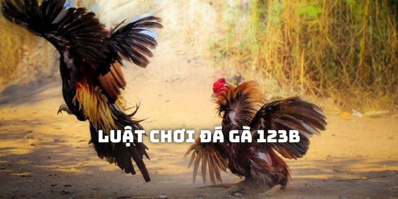 Luật chơi đá gà 123B cơ bản qua cách tính thắng thua